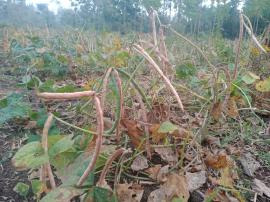 Kacang Tholo dan Kacang hijau Lebih menguntungkan di Musim Tanam Tahap dua